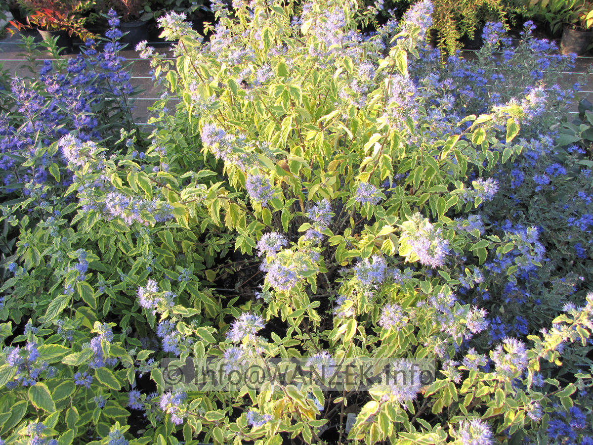 Caryopteris clandonensis Summer Sorbet-2.JPG
